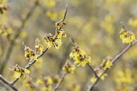 Hamamelis int. 'Arnold Promise' - 3 Ltr pot - image 3