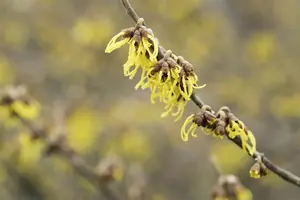 Hamamelis int. 'Arnold Promise' - 3 Ltr pot - image 4