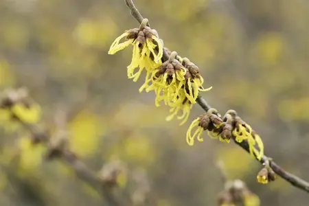 Hamamelis int. 'Arnold Promise' - 50-60 CM C7.5 - image 4