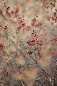 Hamamelis int. 'Diane' - 30-40 CM C5 - image 2
