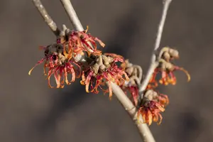 Hamamelis int. 'Diane' - 30-40 CM C5 - image 3