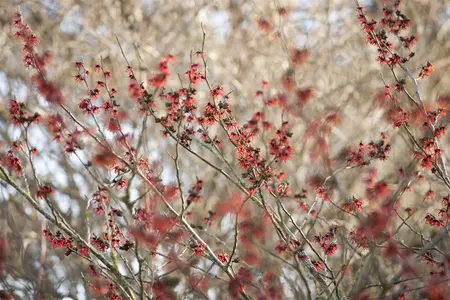 Hamamelis int. 'Diane' - 100-125 CM C25 - image 1