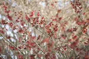 Hamamelis int. 'Diane' - 100-125 CM C25 - image 1