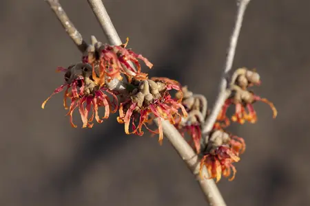 Hamamelis int. 'Diane' - 100-125 CM C25 - image 3