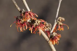 Hamamelis int. 'Diane' - 100-125 CM C25 - image 3