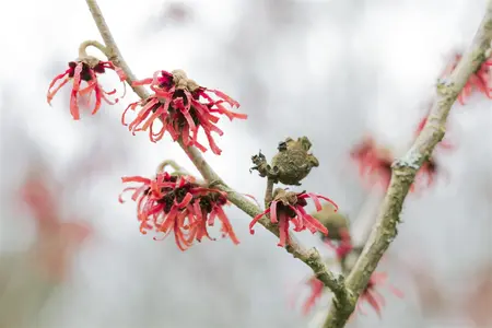 Hamamelis int. 'Diane' - 100-125 CM C25 - image 4