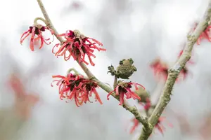 Hamamelis int. 'Diane' - 100-125 CM C25 - image 4