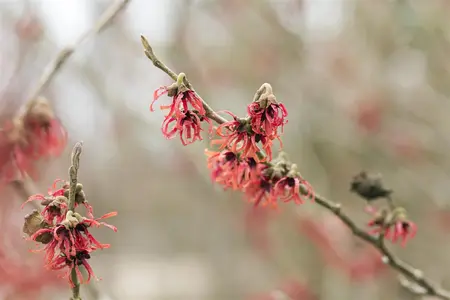 Hamamelis int. 'Diane' - 100-125 CM C25 - image 5