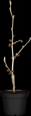 Hamamelis int. 'Diane' - 30-40 CM C5 - image 4