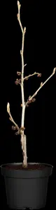 Hamamelis int. 'Diane' - 30-40 CM C5 - image 4