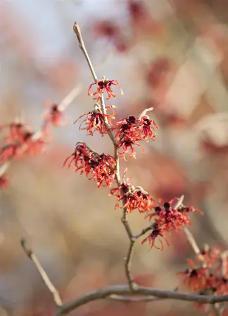 Hamamelis int. 'Feuerzauber' - P9 - image 3