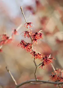 Hamamelis int. 'Feuerzauber' - 60-80 CM C7.5 - image 3