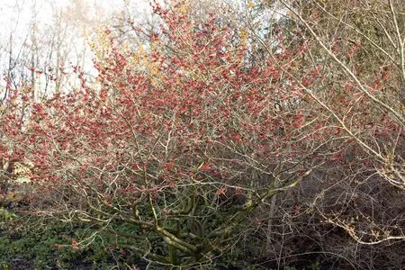 Hamamelis int. 'Feuerzauber' - P9 - image 1