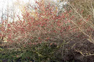 Hamamelis int. 'Feuerzauber'