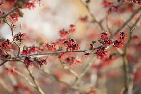 Hamamelis int. 'Feuerzauber' - 50-60 CM RB - image 2