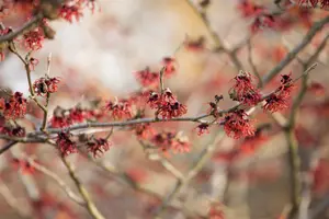 Hamamelis int. 'Feuerzauber' - 80-100 CM RB - image 2