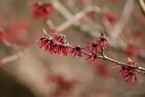Hamamelis int. 'Ruby Glow'