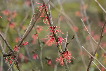 Hamamelis int. 'Ruby Glow' - 100-125 CM C7.5 - image 2
