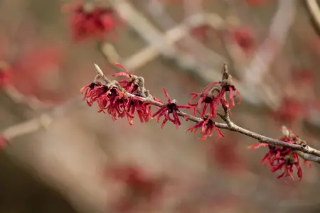 Hamamelis int. 'Ruby Glow' - 60-70 CM C6.5 - image 1