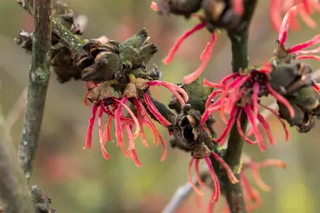 Hamamelis int. 'Ruby Glow' - 100-125 CM C7.5 - image 3