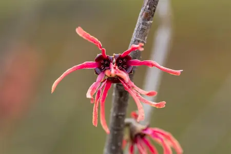 Hamamelis int. 'Ruby Glow' - 60-70 CM C6.5 - image 4