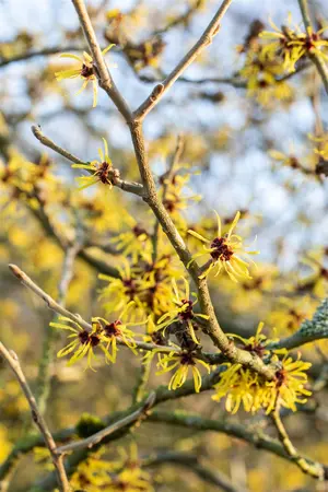 Hamamelis int. 'Westerstede' - 2 Ltr pot - image 5
