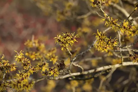 Hamamelis int. 'Westerstede' - 2 Ltr pot - image 1