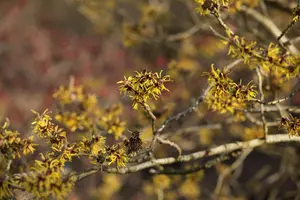 Hamamelis int. 'Westerstede'