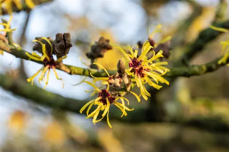 Hamamelis int. 'Westerstede' - P9 - image 2