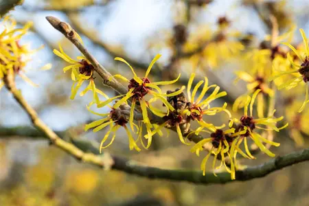 Hamamelis int. 'Westerstede' - 80-100 CM RB - image 4