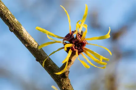 Hamamelis int. 'Westerstede' - 100-125 CM RB - image 3