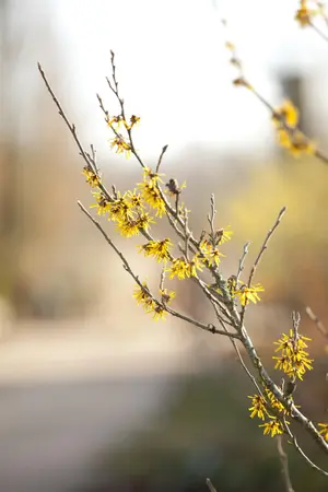 Hamamelis intermedia 'Advent' - 2 Ltr pot - image 2