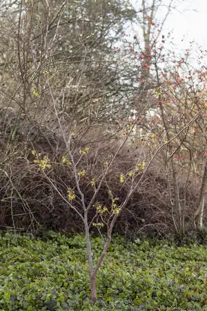 Hamamelis intermedia 'Advent' - 2 Ltr pot - image 3