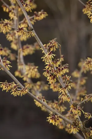 Hamamelis intermedia 'Advent' - 2 Ltr pot - image 4