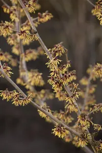 Hamamelis intermedia 'Advent' - 2 Ltr pot - image 4