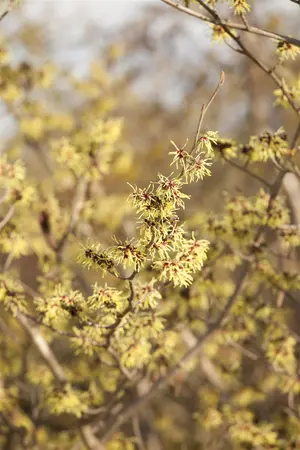 Hamamelis intermedia 'Advent' - 2 Ltr pot - image 5