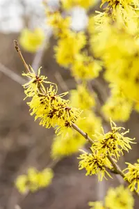 Hamamelis intermedia 'Angelly' - 125-150 CM C25 - image 5