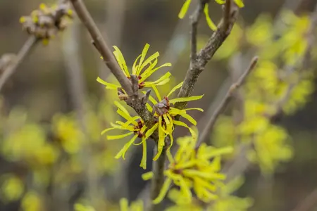 Hamamelis intermedia 'Angelly' - 125-150 CM C25 - image 1