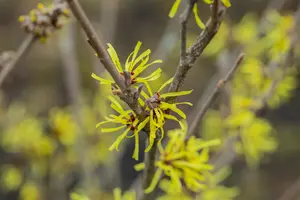 Hamamelis intermedia 'Angelly' - 125-150 CM C25 - image 5