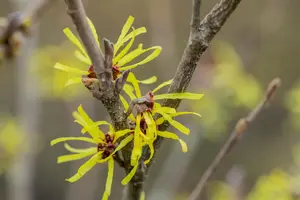 Hamamelis intermedia 'Angelly' - 125-150 CM C25 - image 2