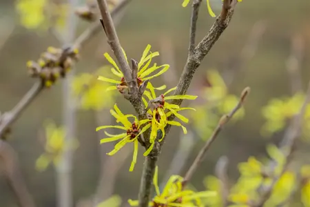 Hamamelis intermedia 'Angelly' - 125-150 CM C25 - image 3
