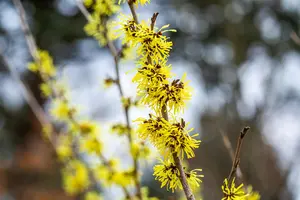 Hamamelis intermedia 'Angelly' - 125-150 CM C25 - image 4