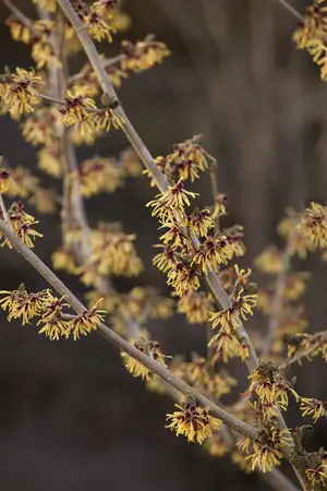 Hamamelis intermedia 'Anne' - 60-80 CM RB - image 3