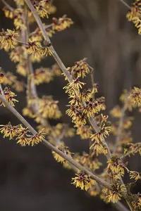 Hamamelis intermedia 'Anne' - 60-80 CM RB - image 3