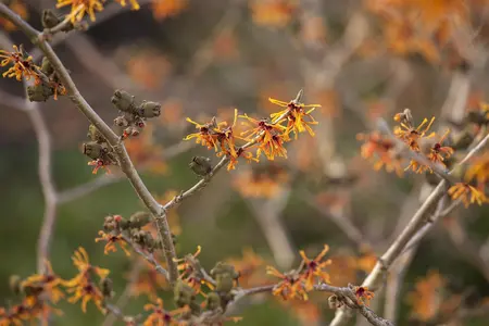 Hamamelis intermedia 'Aphrodite' - 3 Ltr pot