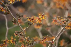 Hamamelis intermedia 'Aphrodite'