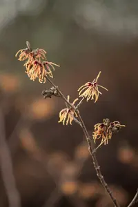 Hamamelis intermedia 'Aurora' - 50-60 CM RB - image 2