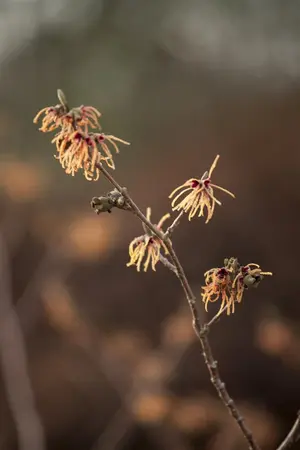 Hamamelis intermedia 'Aurora' - 30-40 CM C2 - image 2