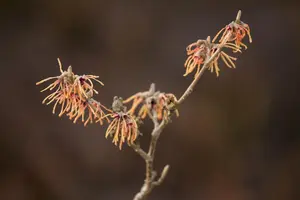 Hamamelis intermedia 'Aurora'