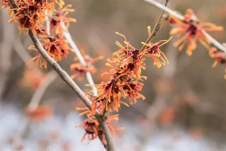 Hamamelis intermedia 'Aurora' - 40-60 CM C5 - image 3